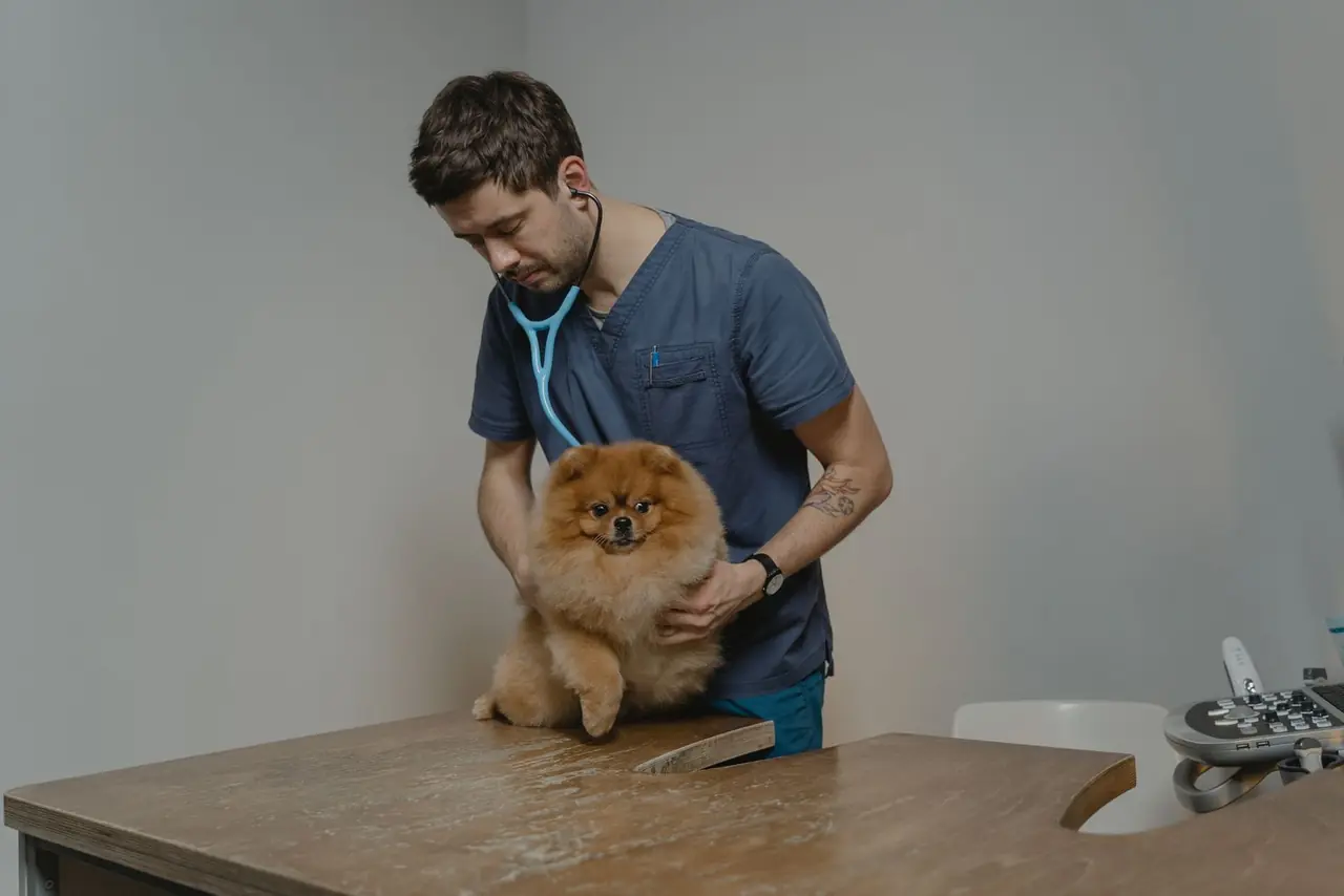 A veterinarian examining a small dog with a stethoscope